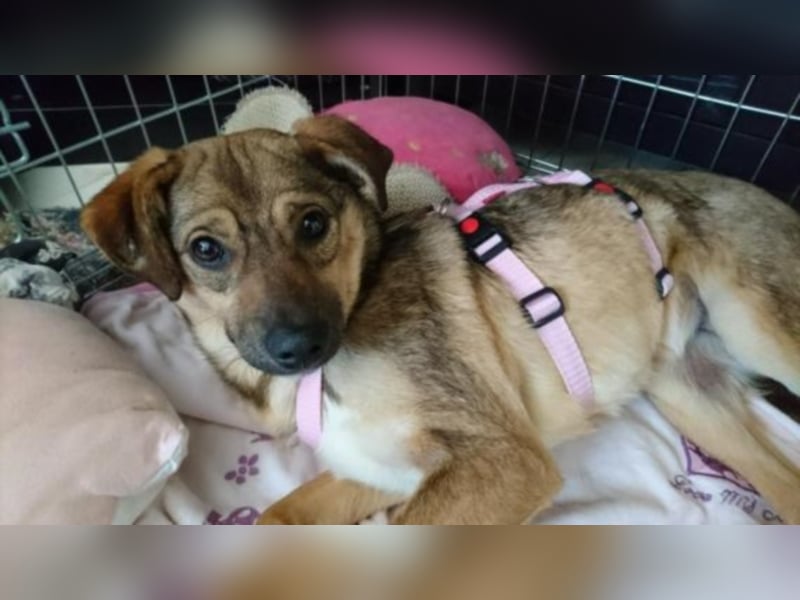 Gladys sucht eine Familie 