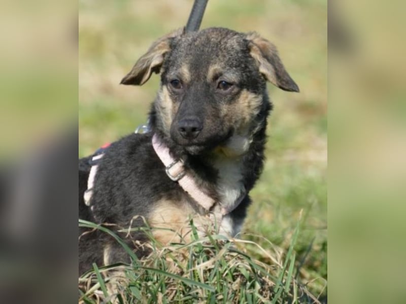 Bambi sucht ein neues Zuhause (reserviert)