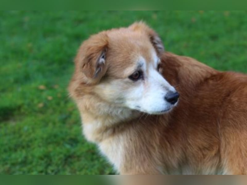 Helga sucht ein Zuhause 