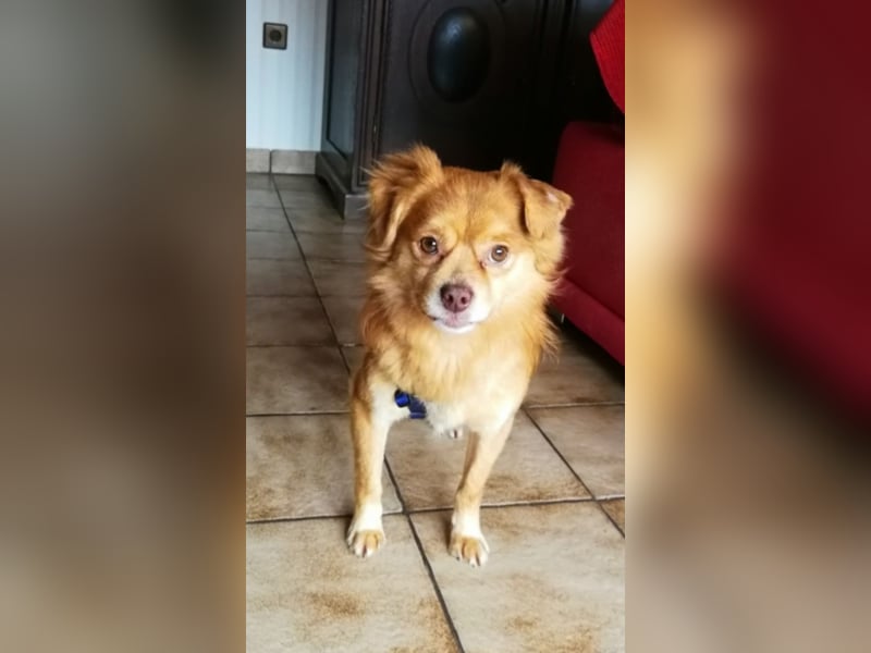 Hardy sucht ein neues Zuhause