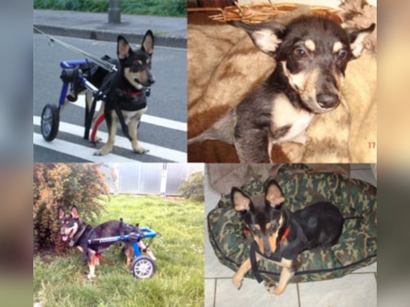 Iti sucht Paten (nicht zu vermitteln!!)