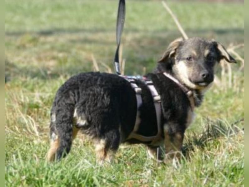 Bambi sucht ein neues Zuhause (reserviert)