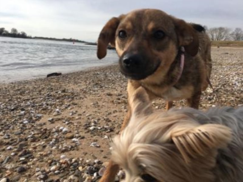 Gladys sucht eine Familie 