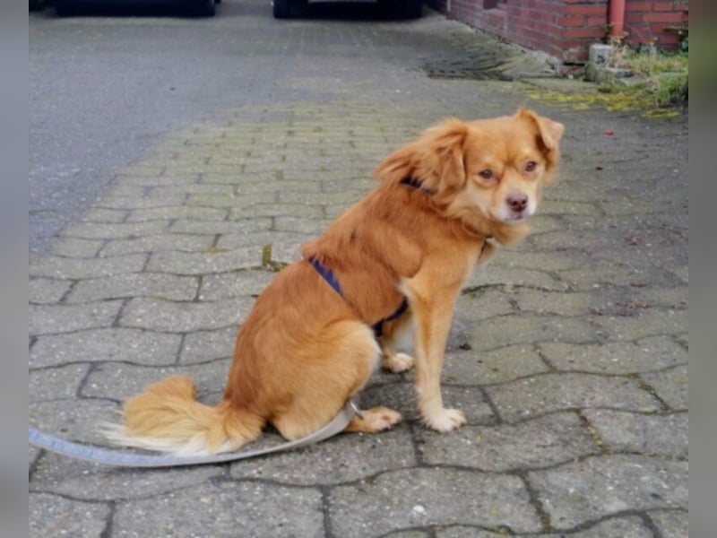 Hardy sucht ein neues Zuhause