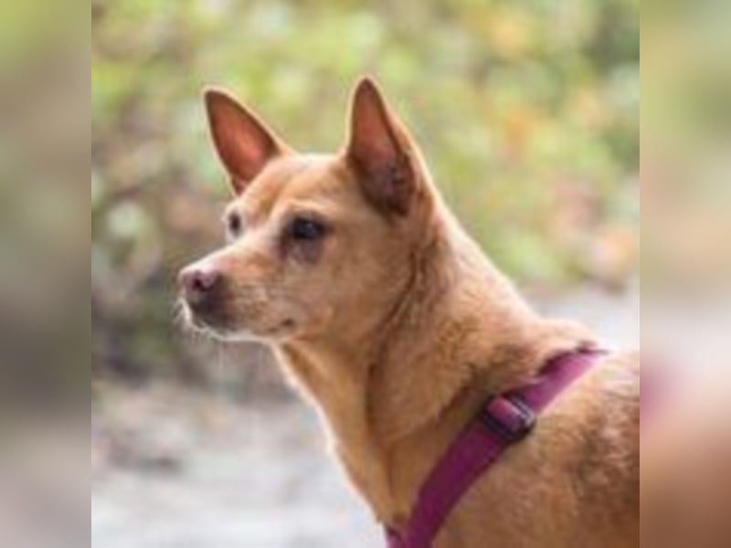 Perrita ist auf der Suche nach einer Familie! 