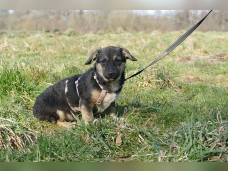 Bambi sucht ein neues Zuhause (reserviert)