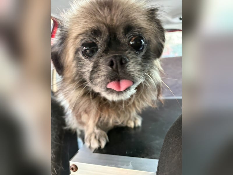 Shifu (8) sucht ein kuscheliges Plätzchen