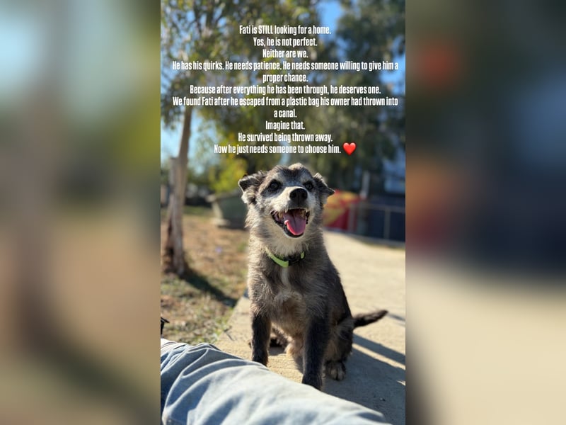Fati (12) unser alter, kleiner Spitz