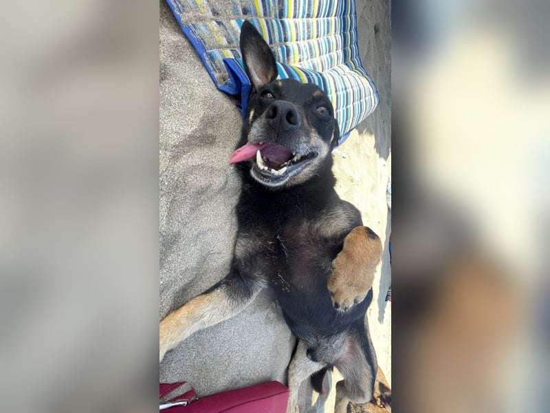 Benji & Lala (beide 5) suchen gemeinsam ein Zuhause