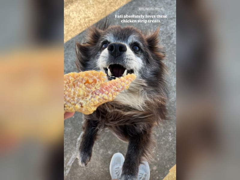 Fati (12) unser alter, kleiner Spitz