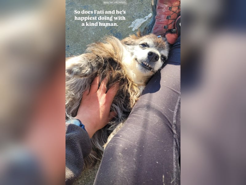 Fati (12) unser alter, kleiner Spitz