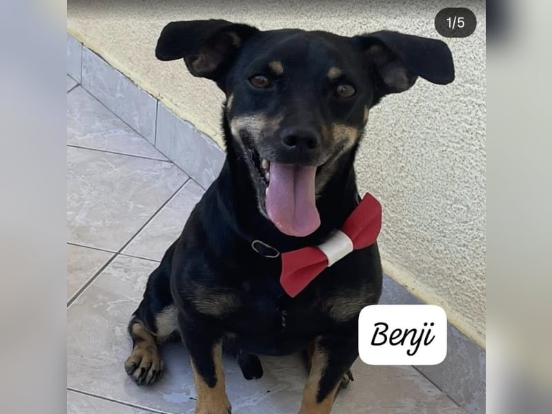 Benji & Lala (beide 6) suchen gemeinsam ein Zuhause