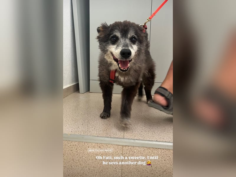 Fati (12) unser alter, kleiner Spitz