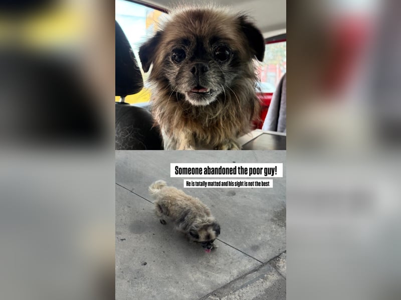 Shifu (8) sucht ein kuscheliges Plätzchen
