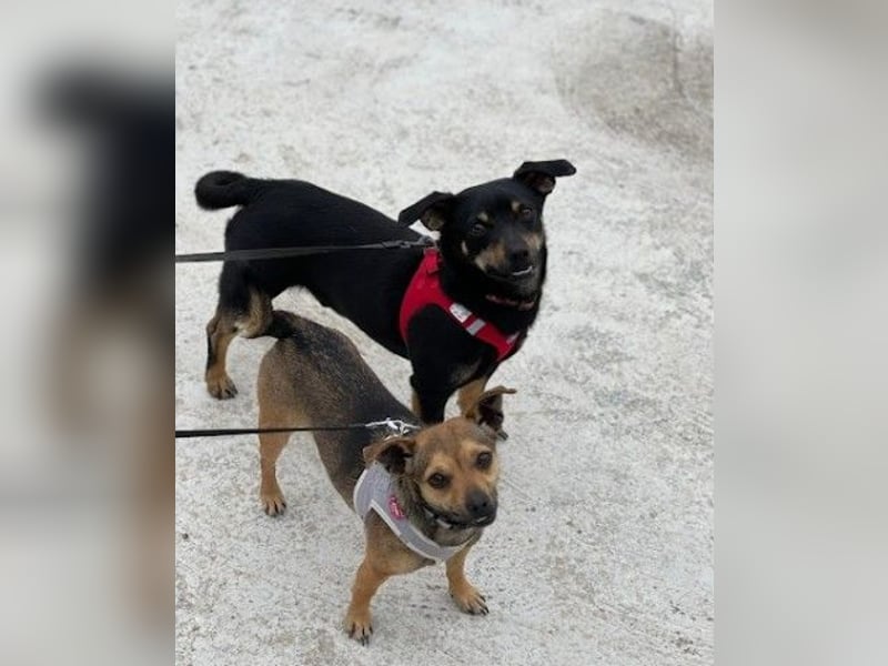 Benji & Lala (beide 6) suchen gemeinsam ein Zuhause