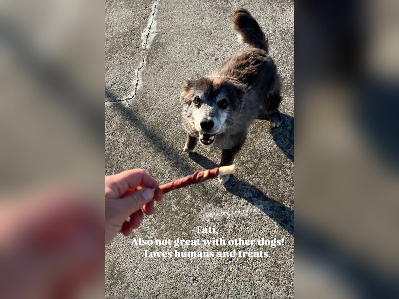 Fati (12) unser alter, kleiner Spitz