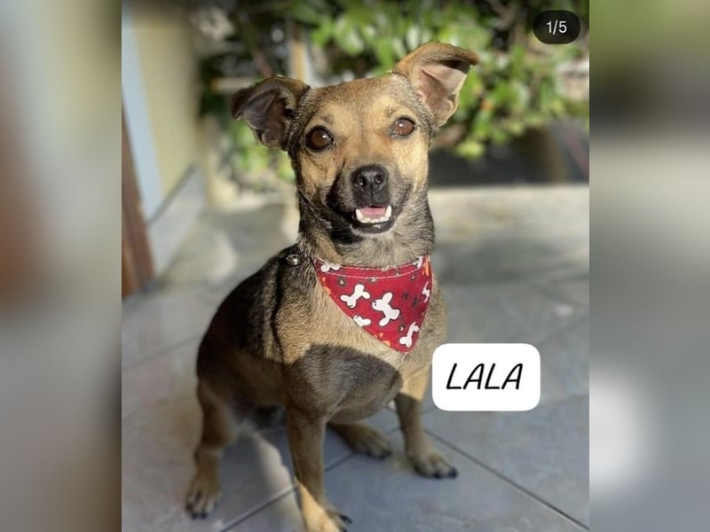 Benji & Lala (beide 6) suchen gemeinsam ein Zuhause