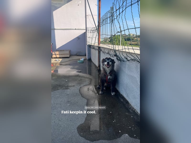 Fati (12) unser alter, kleiner Spitz