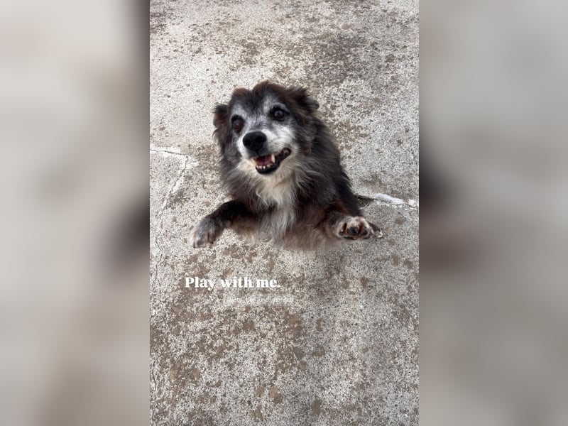 Fati (12) unser alter, kleiner Spitz