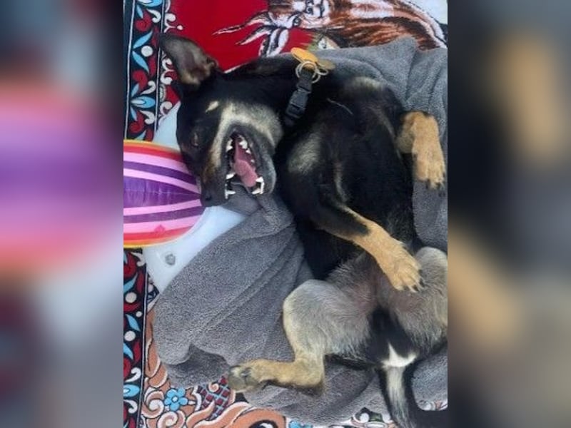 Benji & Lala (beide 6) suchen gemeinsam ein Zuhause