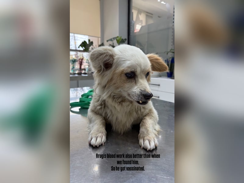 Rugi (9) sucht einen gemütlichen Kuschelplatz