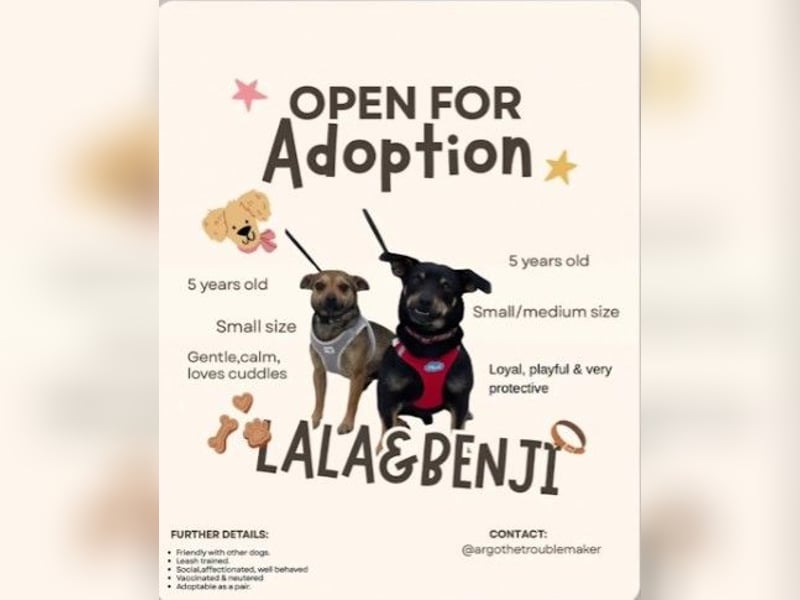 Benji & Lala (beide 6) suchen gemeinsam ein Zuhause