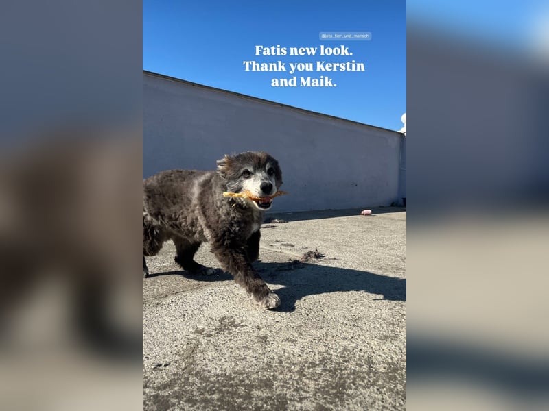 Fati (12) unser alter, kleiner Spitz