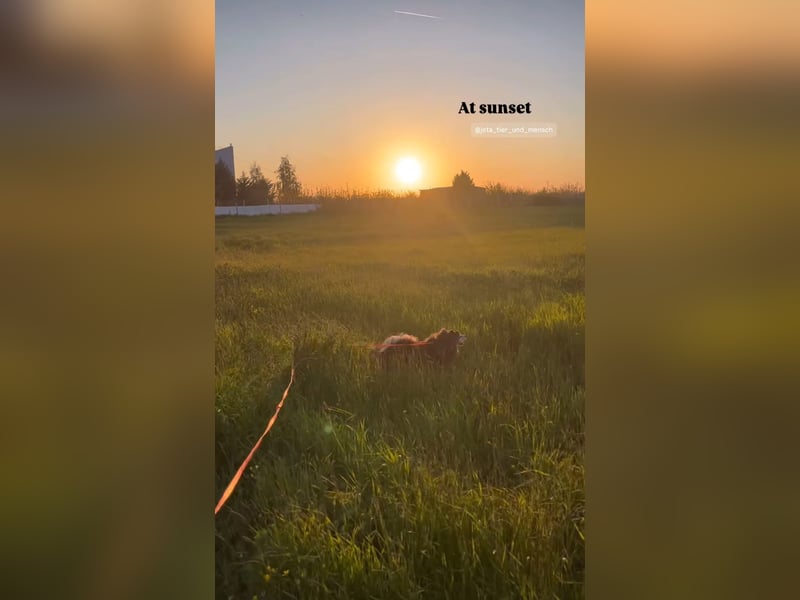 Fati (12) unser alter, kleiner Spitz