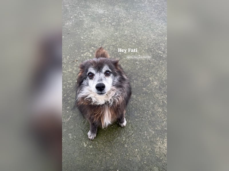 Fati (12) unser alter, kleiner Spitz