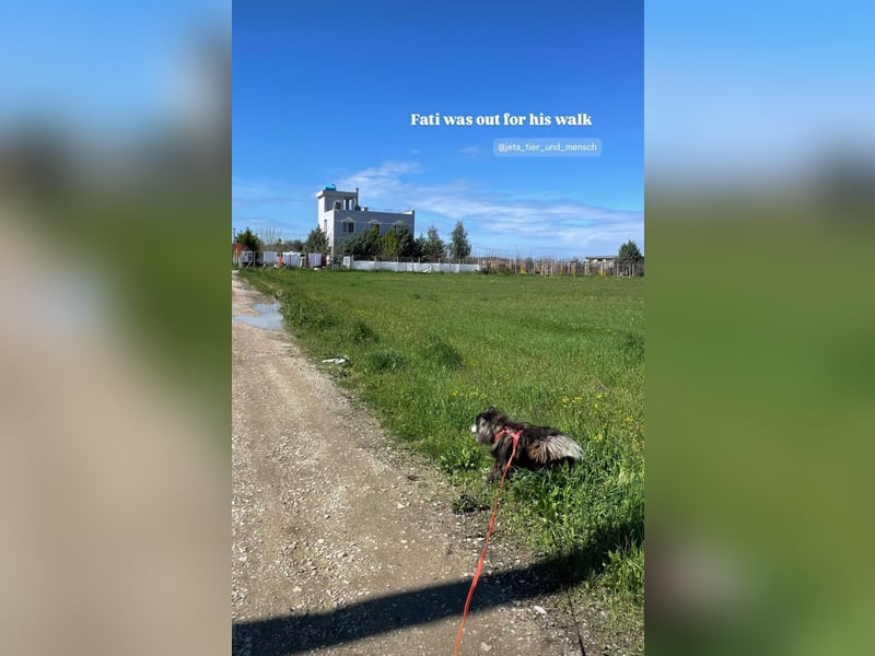 Fati (12) unser alter, kleiner Spitz