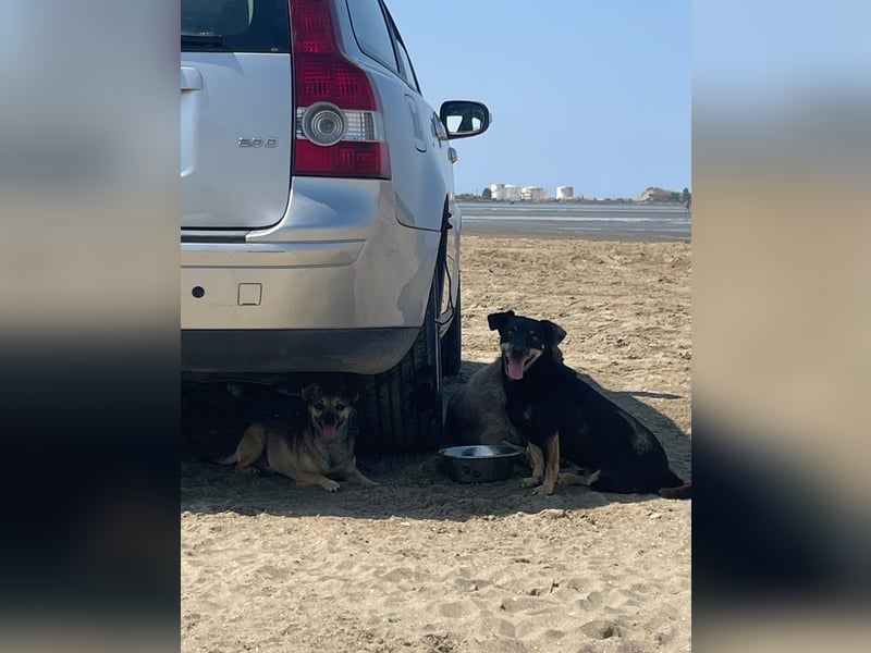 Benji & Lala (beide 5) suchen gemeinsam ein Zuhause