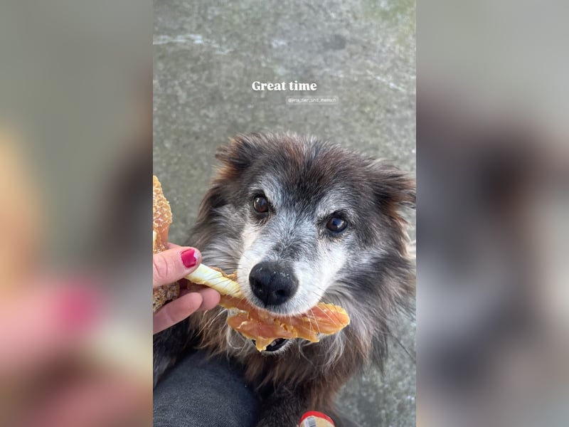 Fati (12) unser alter, kleiner Spitz