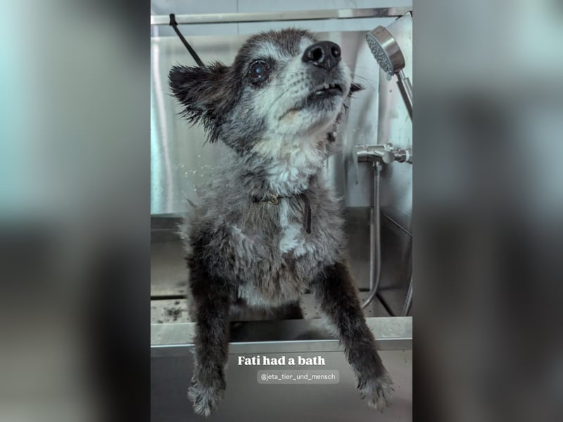 Fati (12) unser alter, kleiner Spitz