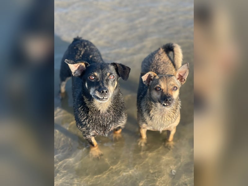 Benji & Lala (beide 5) suchen gemeinsam ein Zuhause