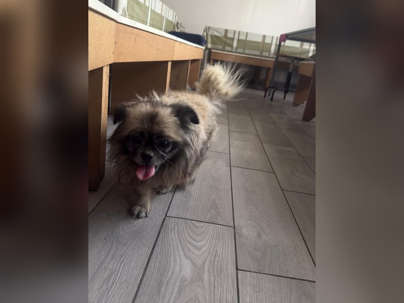 Shifu (8) sucht ein kuscheliges Plätzchen