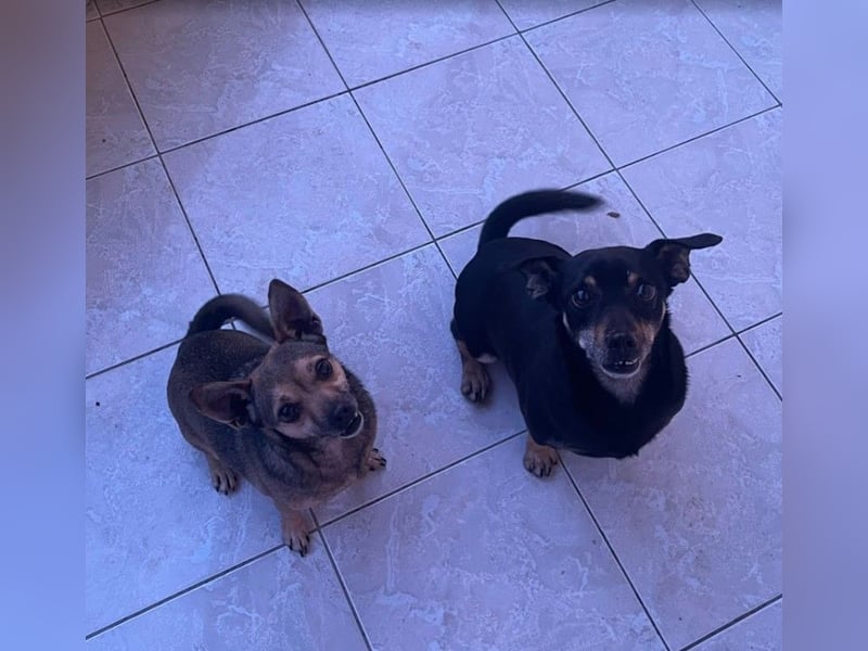 Benji & Lala (beide 6) suchen gemeinsam ein Zuhause