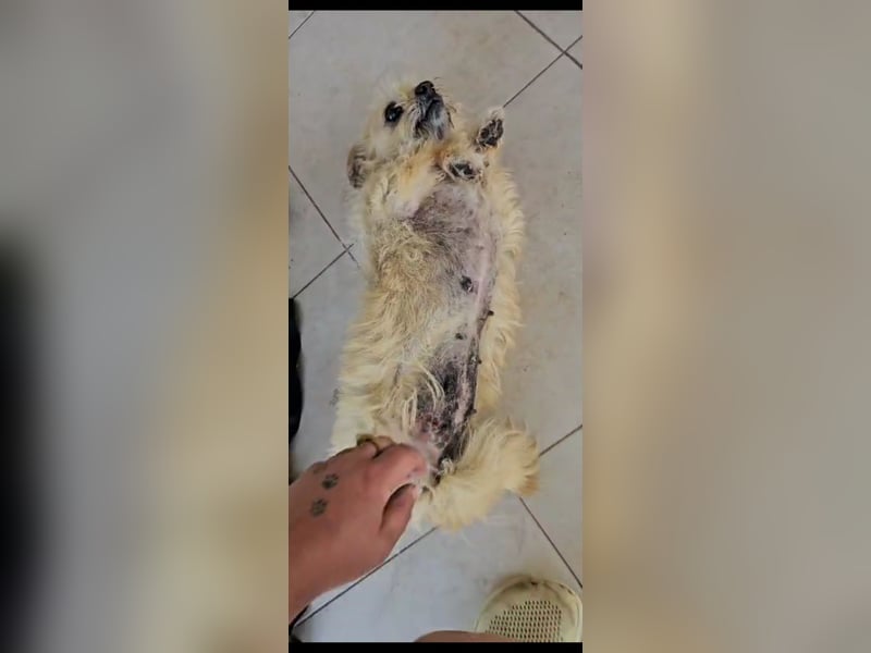 Zhula (8) unsere dreibeinige Mini-Maus