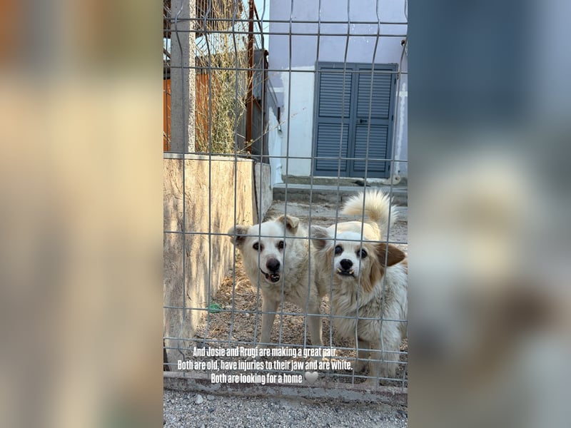 Rugi (9) sucht einen gemütlichen Kuschelplatz
