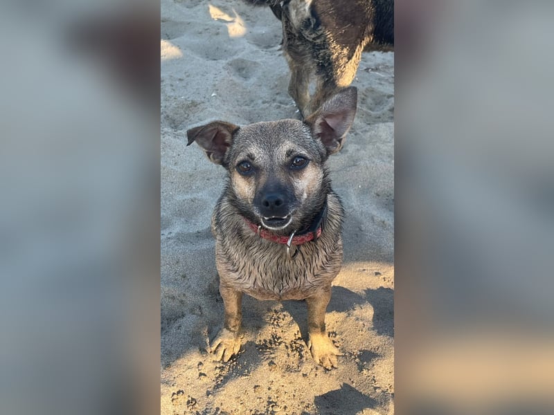 Benji & Lala (beide 5) suchen gemeinsam ein Zuhause
