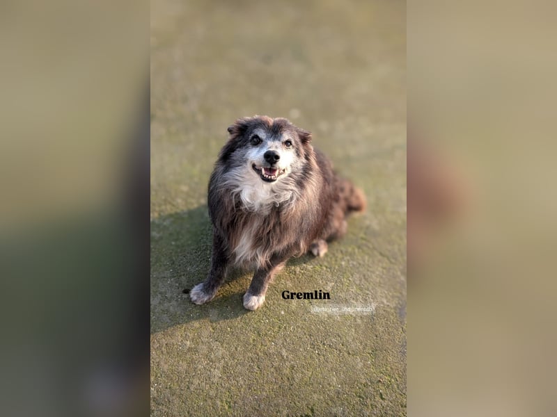 Fati (12) unser alter, kleiner Spitz