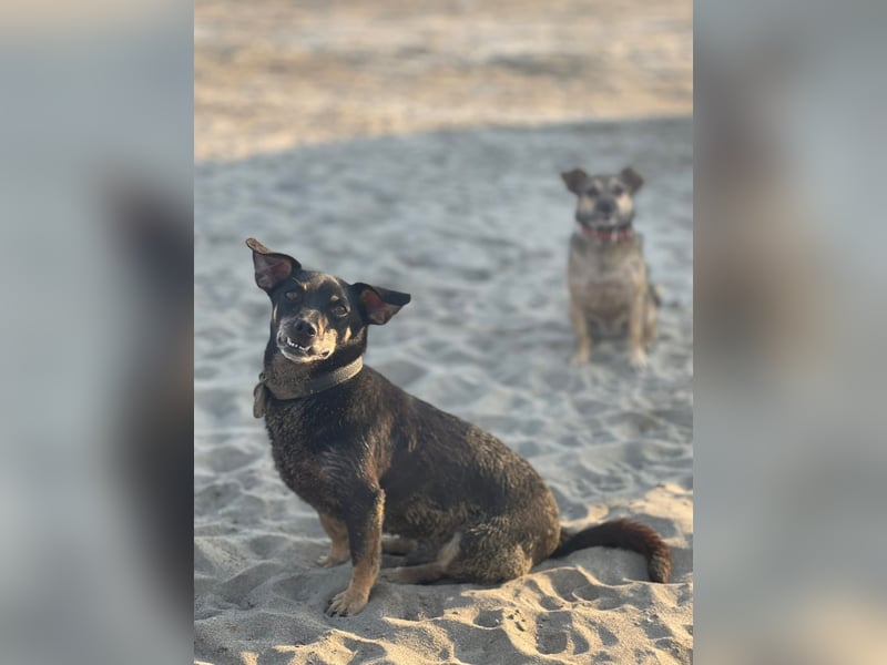 Benji & Lala (beide 5) suchen gemeinsam ein Zuhause