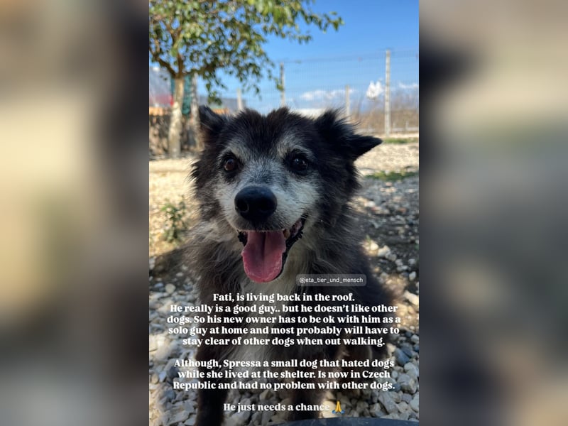 Fati (12) unser alter, kleiner Spitz