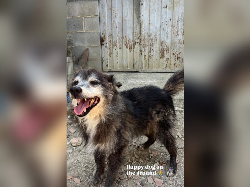 Fati (12) unser alter, kleiner Spitz