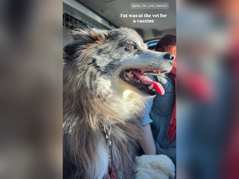 Fati (12) unser alter, kleiner Spitz
