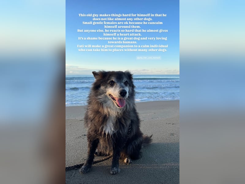 Fati (12) unser alter, kleiner Spitz