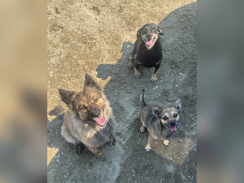 Benji & Lala (beide 5) suchen gemeinsam ein Zuhause
