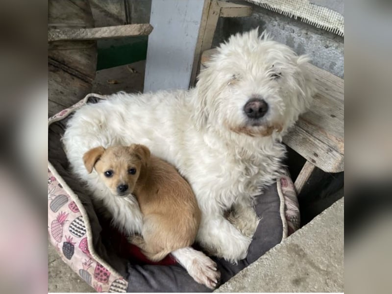 ALMA sucht ein Zuhause