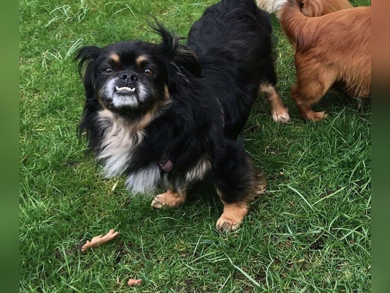 Nannos Charme muss man einfach erliegen! (15345 Reichenow-Möglin)