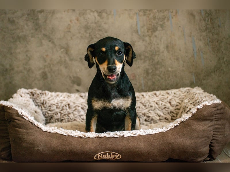 Avani - Kleine Hündin mit großem Herz