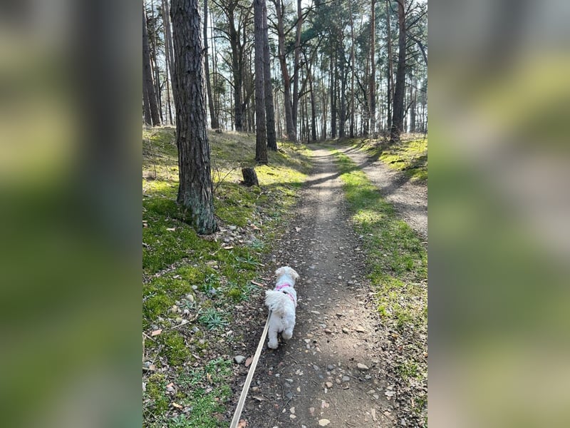 Fonsi - Glückspilz sucht Gleichgesinnte (15938 Drahnsdorf)